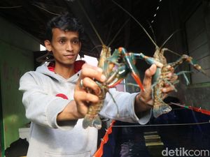 Cerita Pemuda Kudus Rintis Budi Daya Lobster Air Tawar, Katanya Mudah-Murah