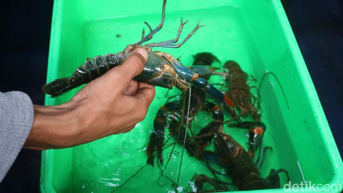 Pemuda di Kudus budidaya lobster air tawar, Kamis (27/1/2022).