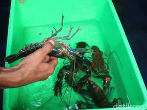 Ternak Lobster Air Tawar Bisa Menjanjikan, Ini Cara hingga Modalnya