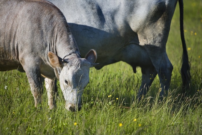 Sapi biru Latvia
