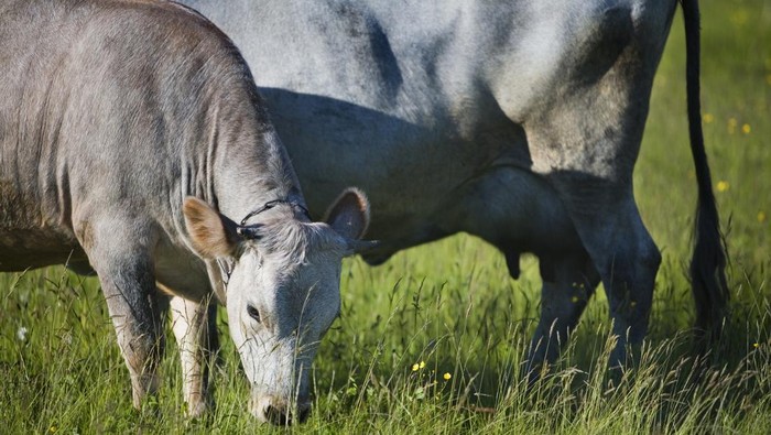 Sapi biru Latvia