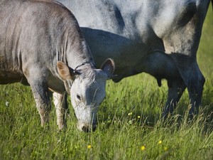 Sempat Nyaris Punah, Sapi Biru Kembali Berjaya di Latvia