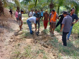 Lokasi Petani Riau Tewas Diinjak Ternyata Kawasan Konservasi-Jelajah Gajah