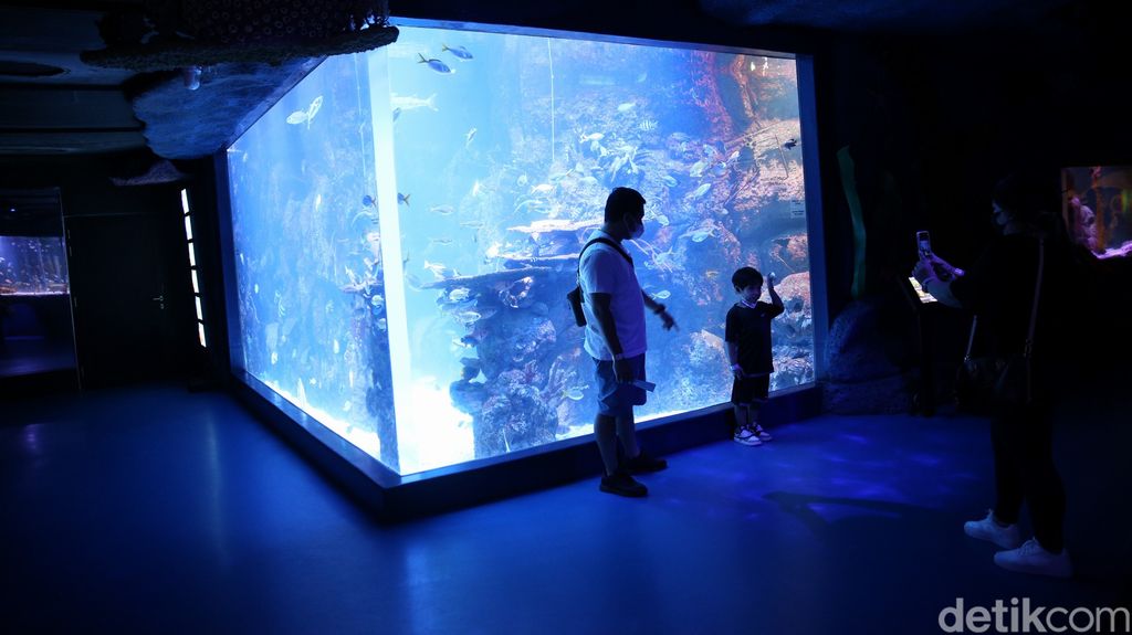 Menyambut Tahun Baru Imlek 2573 yang jatuh pada 1 Februari mendatang, Jakarta Aquarium dan Safari menggelar atraksi liong bawah air. Penasaran?