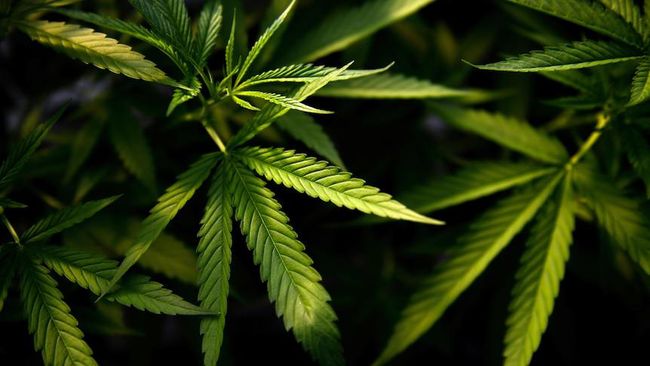 Thailand Akan Legalkan Ganja, Ini Aturannya