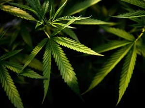 Thailand Akan Legalkan Ganja, Ini Aturannya