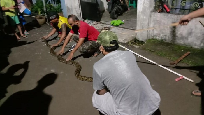 Warga Villa Dago Serua, Ciputat, Tangsel, menemukan ular piton sepanjang tiga meter.