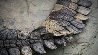 Mengutip Getty Images, media lokal setempat pun mengabarkan meningkatnya permintaan daging buaya membuat harga daging tersebut dibanderol dengan harga yang kompetitif.