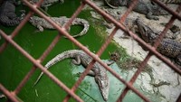 Di saat daging babi dijual dengan harga yang tinggi, sejumlah peternak maupun pedagang menjual daging buaya dengan harga yang lebih murah dibandingkan daging babi. Salah satunya pemilik peternakan buaya Hia Sak Farm yang enggan disebutkan namanya ini mengatakan, daging buaya dijual seharga 105 baht (Rp 65 ribu) per kilogram. Namun jika membeli secara grosir maka harganya menjadi mulai 70 baht (Rp 30 ribu) per kilogram. Harga grosir ini berlaku untuk pembelian minimal 30 kg. 