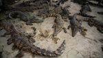 Daging Buaya Laris Manis di Thailand, Begini Lho Peternakannya
