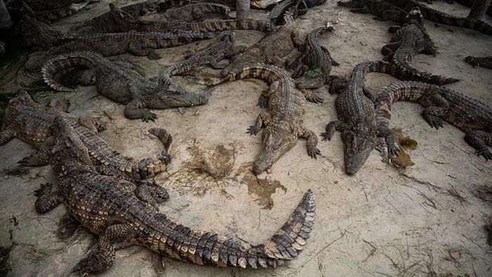 Daging Buaya Laris Manis di Thailand, Begini Lho Peternakannya Daging buaya tengah jadi primadona imbas naiknya harga daging babi di Thailand. Lantas seperti apa sih peternakan buaya yang tengah naik daun ini? Lihat yuk.