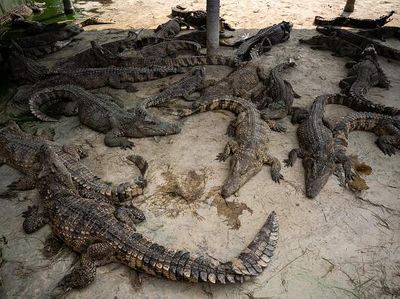 Daging Buaya Laris Manis di Thailand, Begini Lho Peternakannya