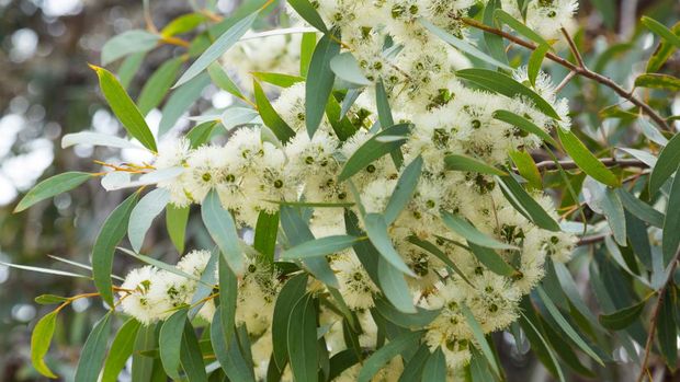 Eucalyptus tanaman Eucalyptus