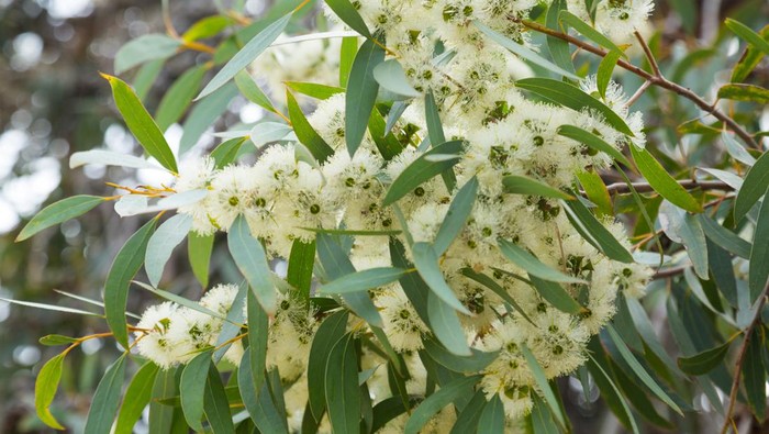 tanaman Eucalyptus