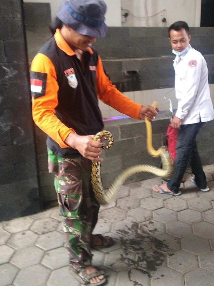 Tim Animal Rescue BPBD Kudus mengevakuasi ular piton di area gedung Setda, Jumat (28/1/2022).
