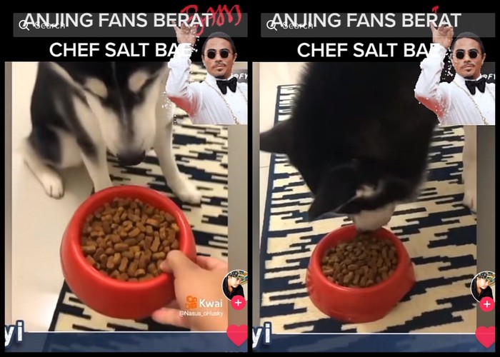 Gemas! Anjing Ini Baru Mau Makan Setelah Pemiliknya Tiru Gaya Salt Bae