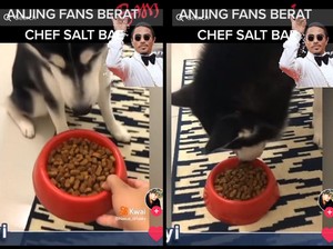 Gemas! Anjing Ini Baru Mau Makan Setelah Pemiliknya Tiru Gaya Salt Bae