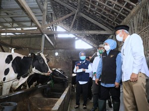 Tertinggi Nasional, Produksi Susu Sapi di Jatim Capai 558.758 Ton