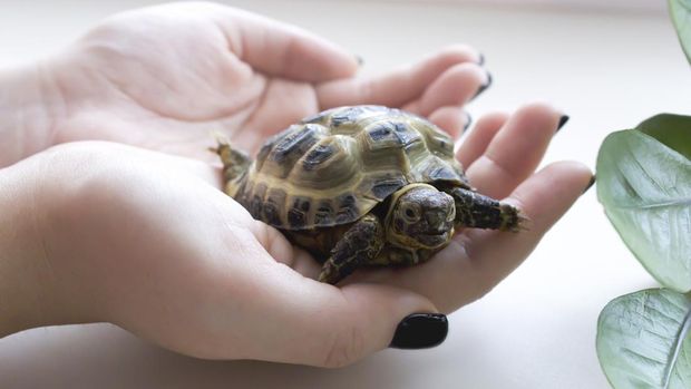 Ilustrasi kura-kura atau reptil