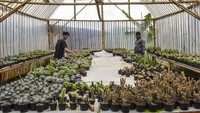 Petani milenial membudidayakan tanaman hias jenis kaktus, sukulen, dan sansevieria untuk dijual sebagai souvenir pernikahan