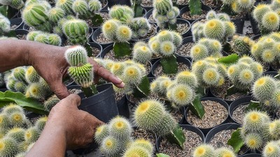 Petani Milenial Ciamis Jual Kaktus Hias Sampai ke Negeri K-Pop