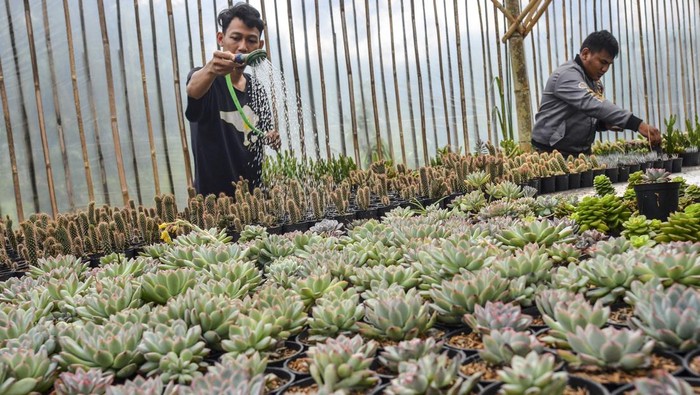 Kaktus Hias Asal Ciamis Tembus Pasar Korea Selatan Petani milenial merawat tanaman hias di Green House Berkah Mulya Flowers, Panjalu, Kabupaten Ciamis, Jawa Barat, Kamis (27/1/2022). Petani milenial membudidayakan tanaman hias jenis kaktus, sukulen, dan sansevieria untuk dijual sebagai souvenir pernikahan yang dipasarkan di Jawa Barat, Jawa Tengah, dan diekspor ke Korea dengan omset Rp15 juta per bulan. ANTARA FOTO/Adeng Bustomi/hp.