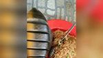 10 Masakan Konyol Netizen, Ada Seafood Plastik hingga Tumis Dinosaurus!