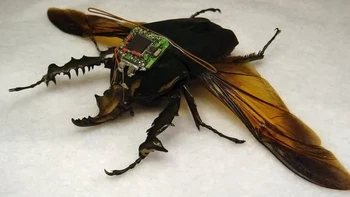 Hybrid Insect Micro Electro Mechanical System adalah sistem mata-mata yang bisa diletakkan di sebuah robot berukuran kecil seperti serangga. Wujudnya yang kecil memungkinkannya menyusup ke banyak tempat. Foto: Pocket Lint