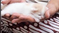 Viral Pria Buat Acara Selapanan untuk Anak Kucing, Ini Cerita di Baliknya