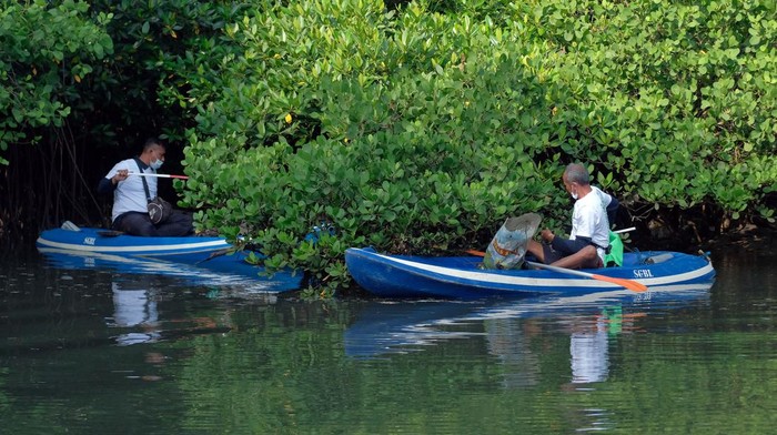 AKSI BERSIH MANGROVE DI BALI Dua warga membersihkan sampah dalam aksi bersih mangrove di kawasan Mangrove Conservation Forest Bali, Denpasar, Bali, Sabtu (29/1/2022). Kegiatan yang digelar Kementerian Lingkungan Hidup dan Kehutanan bersama Green Leadership Indonesia tersebut sebagai momentum menyambut penyelenggaraan Presidensi G20 tahun 2022 di Bali yang dirangkaikan dengan kampanye sungai bersih untuk mencegah sampah masuk ke dalam saluran air serta program restorasi mangrove guna menjaga kelestarian hutan bakau. ANTARA FOTO/Nyoman Hendra Wibowo/nym.