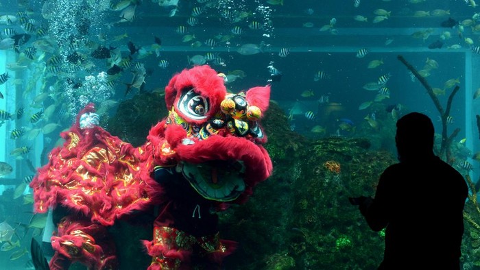 Penyelam menampilkan atraksi Barongsai di dalam akuarium Koral Restaurant, The Apurva Kempinski Bali, Badung, Bali, Sabtu (29/1/2022). Atraksi Barongsai di dalam air itu ditampilkan untuk menghibur pengunjung restoran tersebut saat perayaan Tahun Baru Imlek 2573. ANTARA FOTO/Fikri Yusuf/nym.