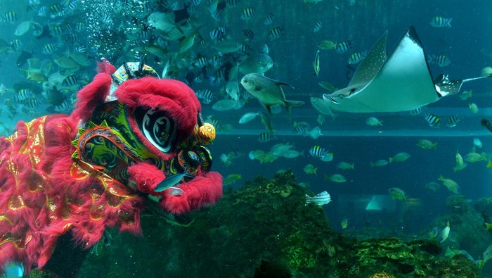 ATRAKSI BARONGSAI BAWAH AIR Penyelam menampilkan atraksi Barongsai di dalam akuarium Koral Restaurant, The Apurva Kempinski Bali, Badung, Bali, Sabtu (29/1/2022). Atraksi Barongsai di dalam air itu ditampilkan untuk menghibur pengunjung restoran tersebut saat perayaan Tahun Baru Imlek 2573. ANTARA FOTO/Fikri Yusuf/nym.