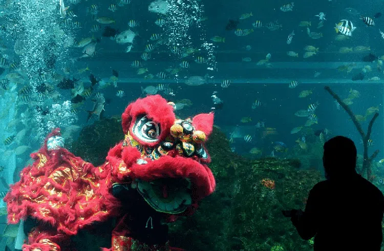 Keren! Barongsai di Bali Bisa Menyelam Lho