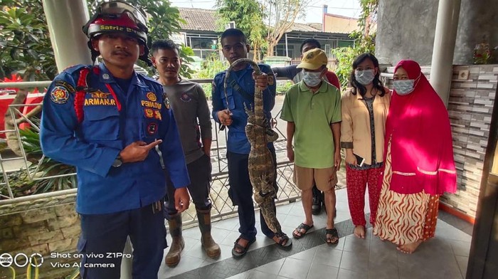Evakuasi biawak dari rumah warga di Bogor (dok. Istimewa)