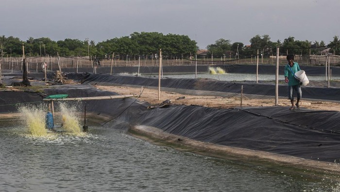 Pekerja memberi pakan udang vaname berumur 50 hari di Binuangeun, Lebak, Banten, Sabtu (29/1/2022). Masyarakat setempat yang membudidayakan udang vaname tersebut mengatakan dalam sekali panen bisa menghasilkan sekitar 25 ton udang vaname dengan omzet keuntungan mencapai miliaran rupiah. ANTARA FOTO/Muhammad Bagus Khoirunas/wsj.