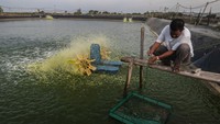 Pekerja memberi pakan udang vaname berumur 50 hari di Binuangeun, Lebak, Banten, Sabtu (29/1/2022).
