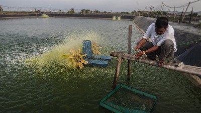 Tahu Engga, Budidaya Udang Vaname Bisa Cuan Miliaran Rupiah Lho