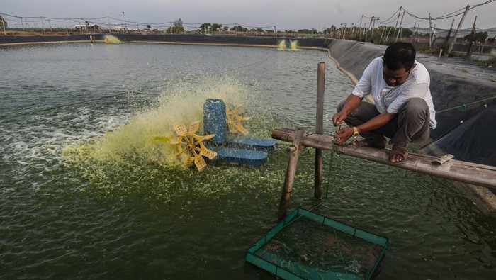 KEUNTUNGAN BUDI DAYA UDANG VANAME Pekerja memberi pakan udang vaname berumur 50 hari di Binuangeun, Lebak, Banten, Sabtu (29/1/2022). Masyarakat setempat yang membudidayakan udang vaname tersebut mengatakan dalam sekali panen bisa menghasilkan sekitar 25 ton udang vaname dengan omzet keuntungan mencapai miliaran rupiah. ANTARA FOTO/Muhammad Bagus Khoirunas/wsj.