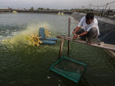 Tahu Engga, Budidaya Udang Vaname Bisa Cuan Miliaran Rupiah Lho