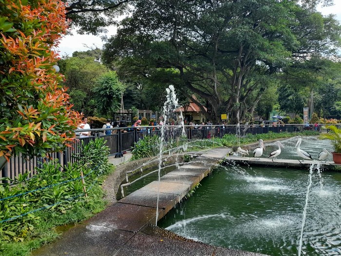 Suasana di Ragunan, Sabtu (29/1/2022) -(Marteen-detikcom)