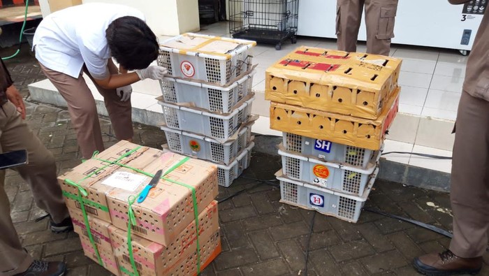 Burung berbagai jenis disita di Bali (Dok. Istimewa)