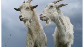 Adapun, Vlahovic akan bertemu lagi dengan Chiesa yang dulu bermain di Fiorentina. Fans Fiorentina pun kayaknya kesel sama Juventus, dua pemain terbaiknya diangkut. Foto: Twitter