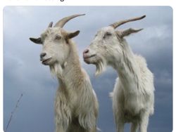 Meme Arsenal Cinta Ditolak Dusan Vlahovic