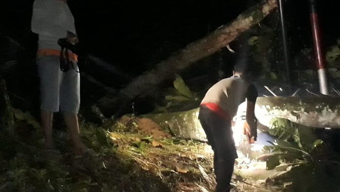 Pohon tumbang tutupi jalan di Bengkulu