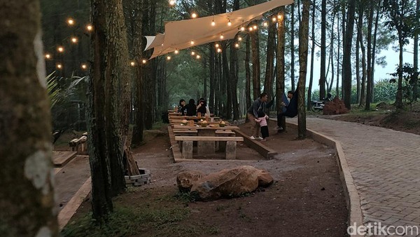 Tahu Nggak, Garut Punya Tempat Ngopi Hits di Tengah Hutan Pinus