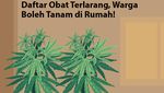 Pertama di ASEAN, Thailand Bolehkan Warga Tanam Ganja