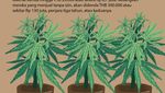 Pertama di ASEAN, Thailand Bolehkan Warga Tanam Ganja