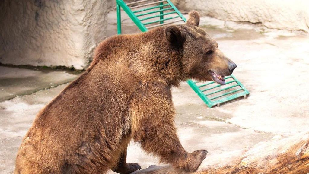 Ngeri! Ibu di Uzbekistan Lempar Bocah 3 Tahun ke Kandang Beruang