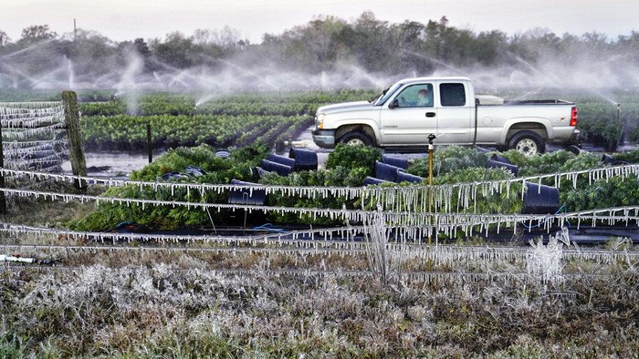 Brrr.... Perkebunan di AS Ini Bak di Dalam Kulkas Ice clings to oranges in a grove Sunday, Jan. 30, 2022, in Plant City, Fla. Farmers spray water on their crops to help keep the fruit from getting damaged by the cold. Temperatures overnight dipped into the mid-20's. (AP Photo/Chris O'Meara)