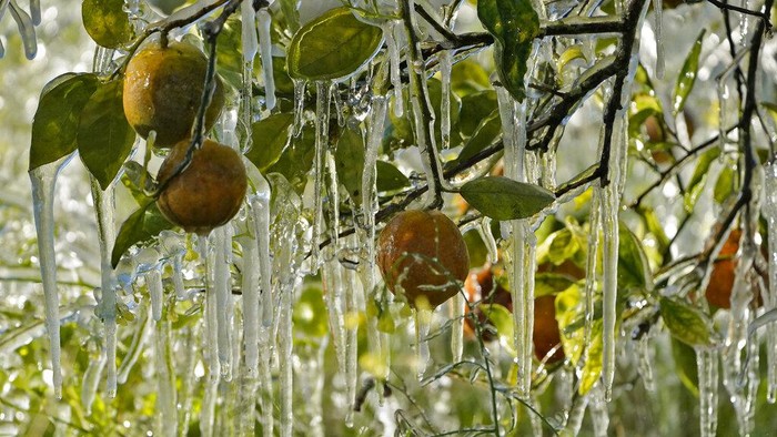 Brrr.... Perkebunan di AS Ini Bak di Dalam Kulkas Ice clings to oranges in a grove Sunday, Jan. 30, 2022, in Plant City, Fla. Farmers spray water on their crops to help keep the fruit from getting damaged by the cold. Temperatures overnight dipped into the mid-20's. (AP Photo/Chris O'Meara)